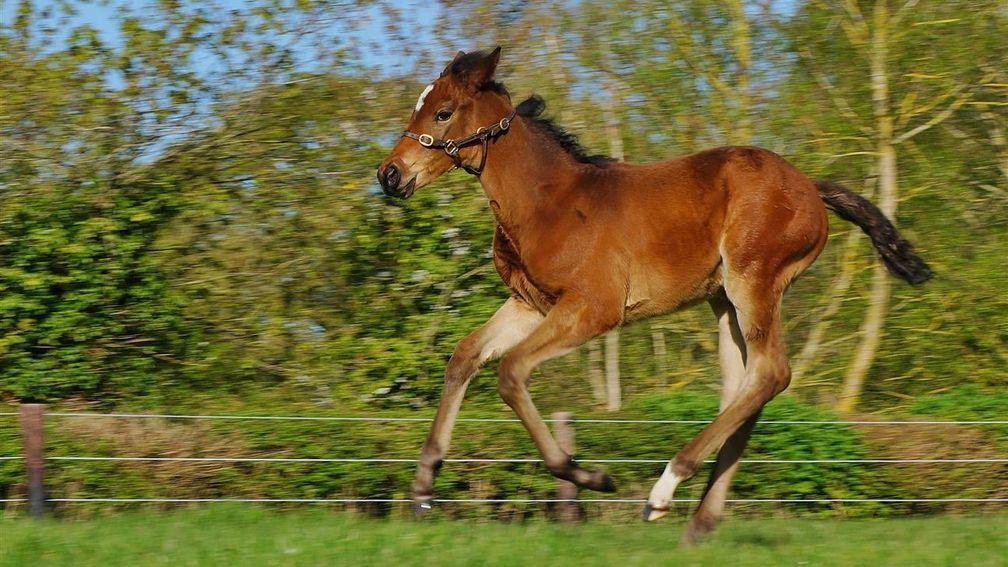 Chapel Stud's Nathaniel filly out of Fillette Bleu