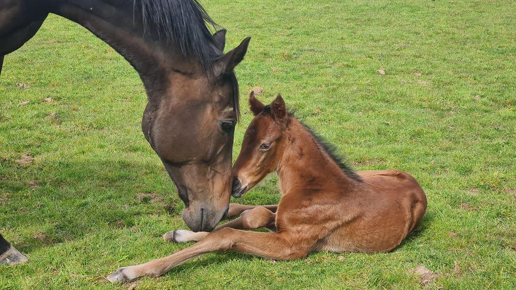 Pat Shaw's Virtual filly out of homebred mare Starweld