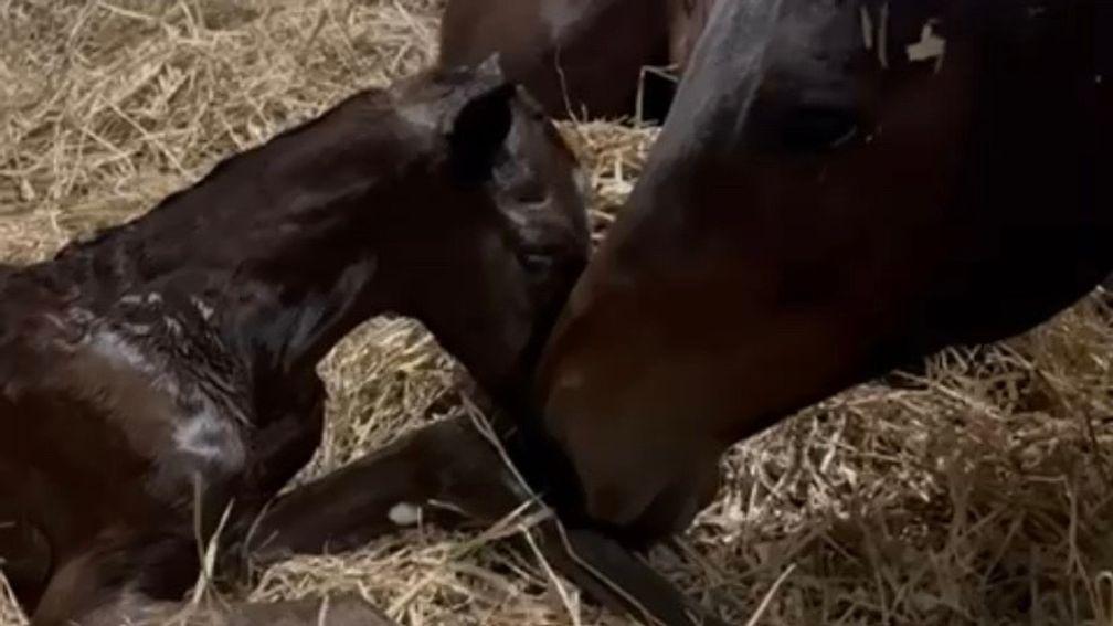 Annaca Bloodstock's Starspangledbanner filly shares a tender moment with her dam
