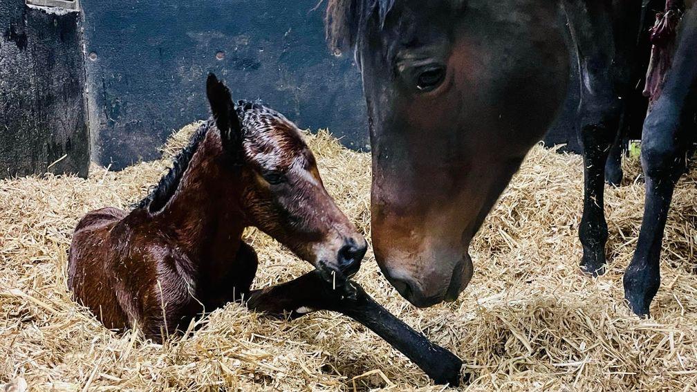 Martina Doran's Walk In The Park colt out of Zyrianna bred at Ballyfrory Stud in Wexford