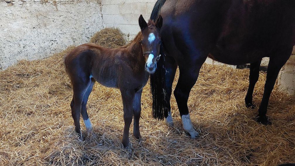 Freepark Farm's Space Traveller colt out of Carrie's Vision