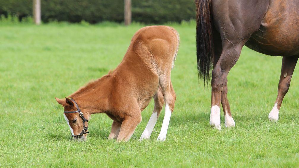 Juddmonte's New Bay filly out of Fred Darling Stakes winner Dandhu