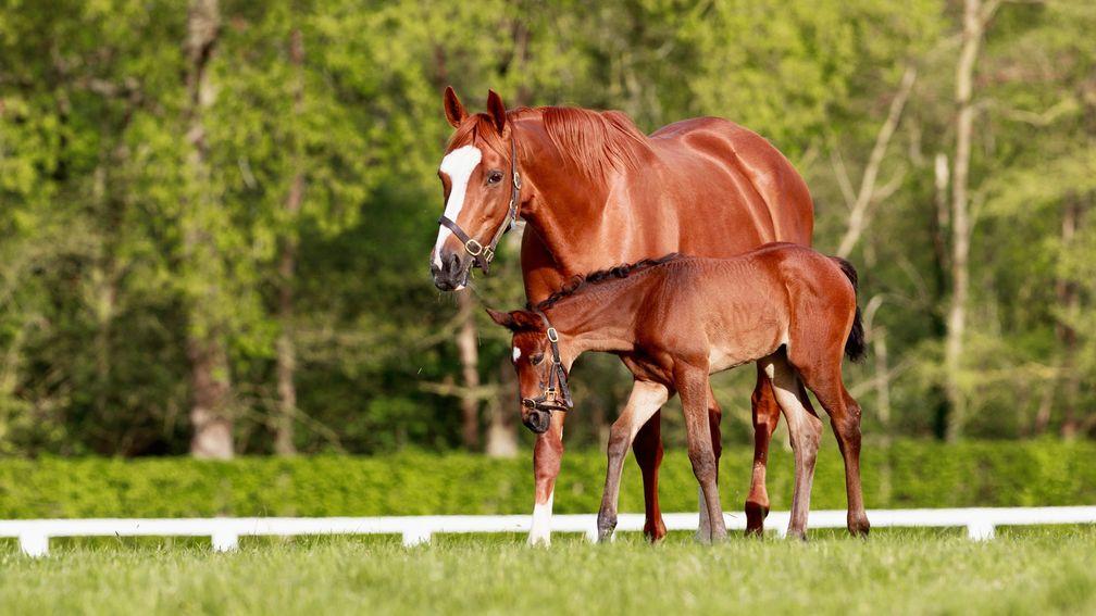 The Aga Khan Studs' Baaeed filly out of Raja Ampat and from the family of Six Perfections and Miesque