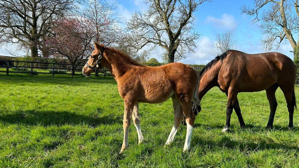 Childwickbury Stud's Lope De Vega colt out of Alpine Lady, a half-sister to the dam of champion two-year-old and exciting first-season sire Pinatubo