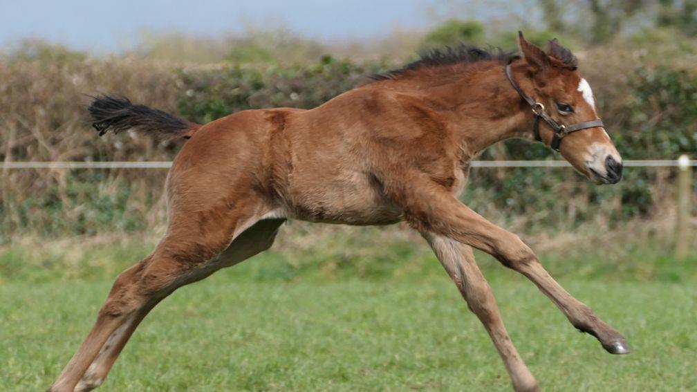 A Kingman filly out of Under Offer, the dam of Group-winning juvenile Basil Martini