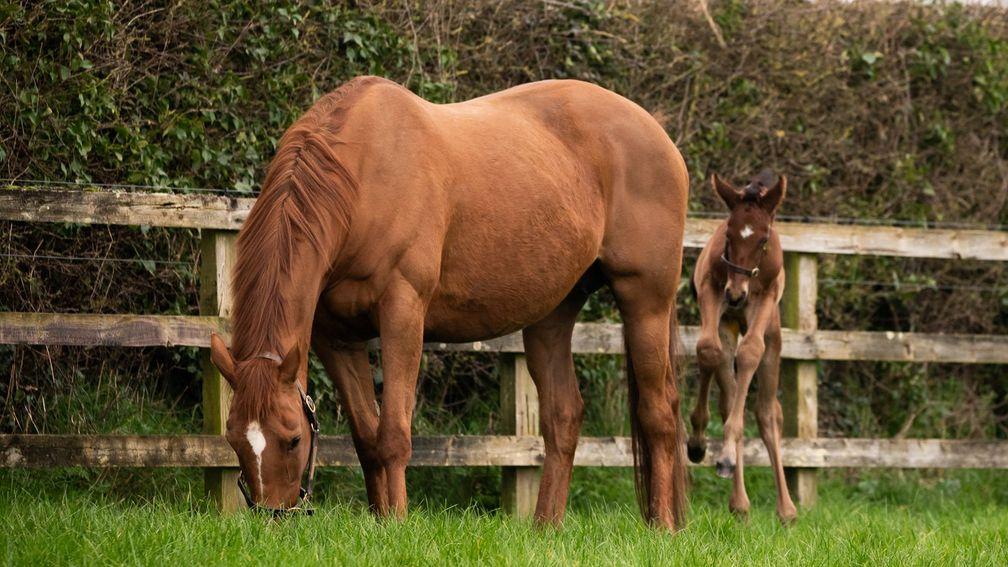 Champion Hurdle heroine Annie Power with her colt foal by Walk In The Park at Coolmore
