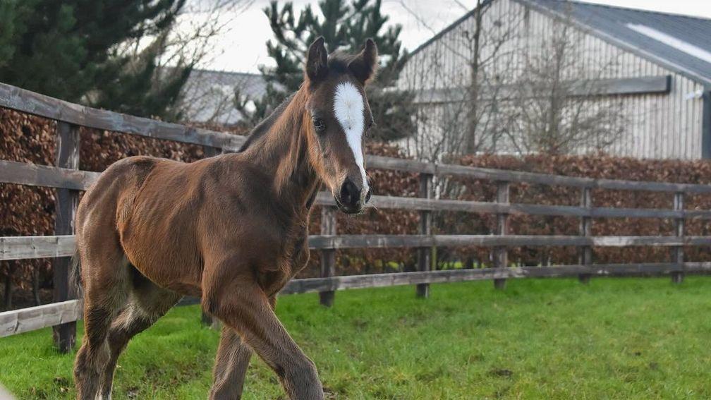 Clipper Racing's Showcasing colt out of a half-sister to dual Group 2 winner Dramatised 