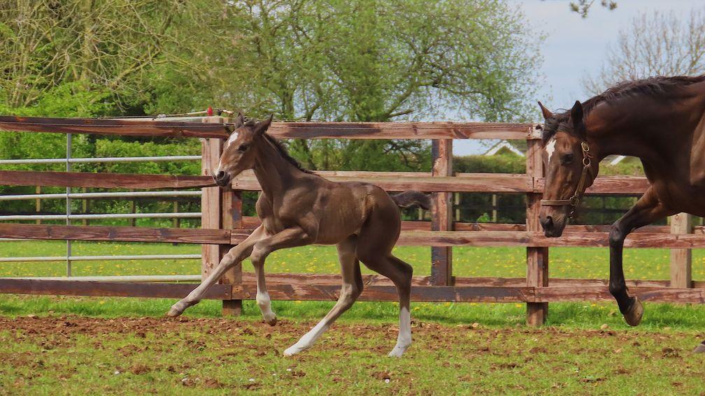 Byerley Stud's Cracksman filly out of black-type producer Surprise Moment