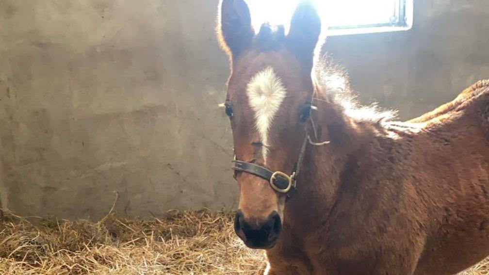 Springfield House Stud's filly by champion first-season sire Blue Point