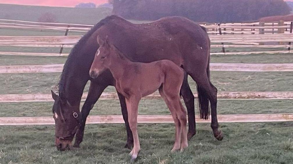 Whitcombe Stud's Lope Y Fernandez colt out of Roshina