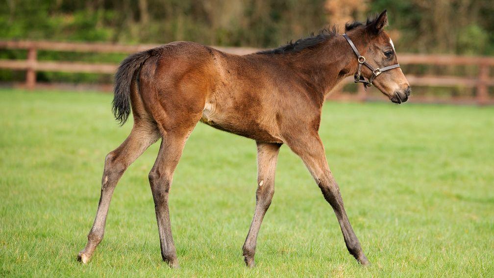 Kirsten Rausing's Blackbeard filly out of dual winner and stakes performer Sablonne