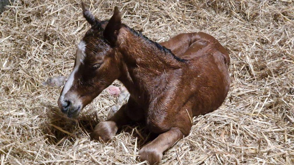Apedroc Stud's Starman filly out of Cover Name