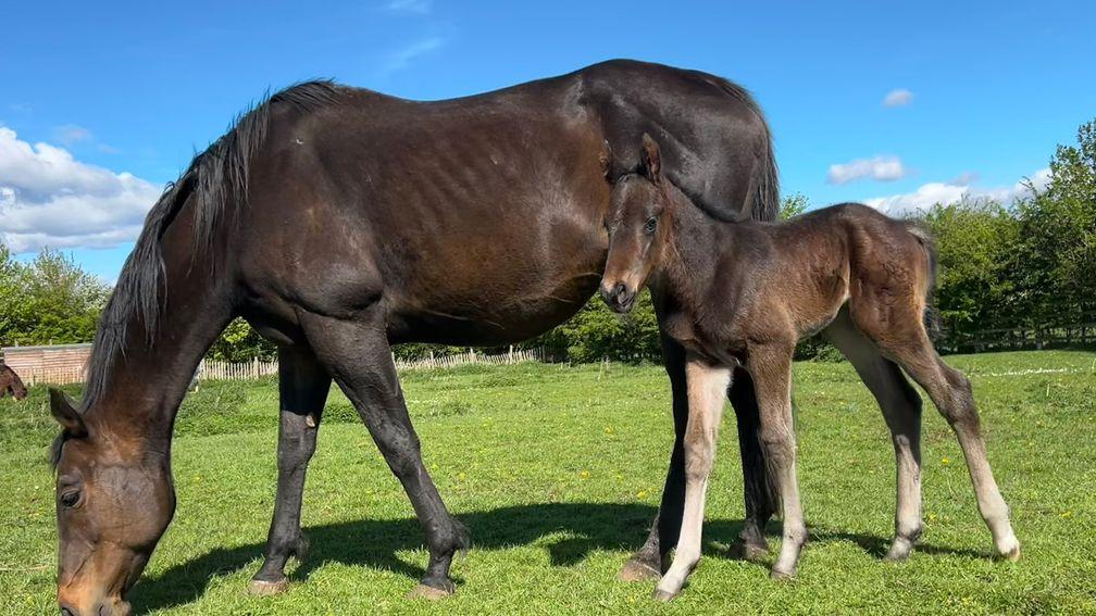 Darcy Minihane's Land Force colt out of Rock Hard Ten mare Sahafh