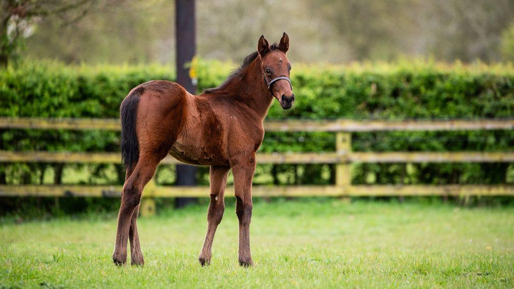 Coolmore's Dubawi colt out of Rhododendron and half-brother to Auguste Rodin