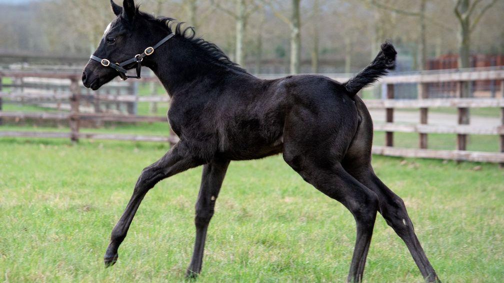 Chasemore Farm's Blackbeard filly out of The Gold Cheongsam