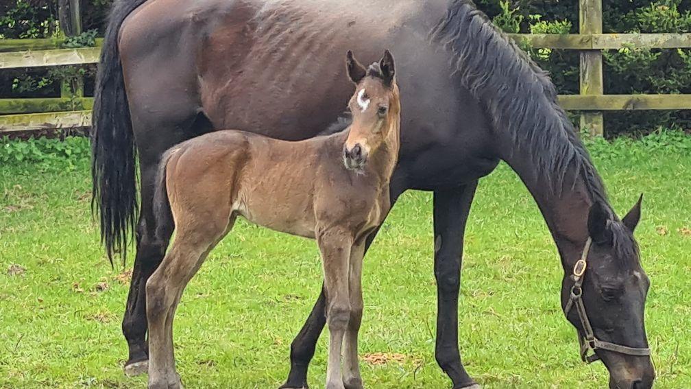 B&B Equine's Minzaal filly out of Teofilo mare Thiel