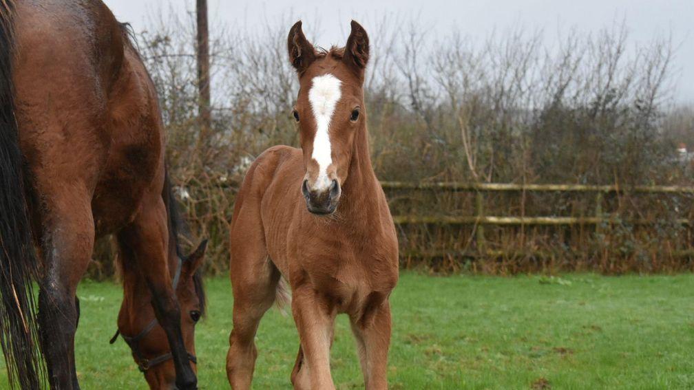 Mr and Mrs Roger Cox's Dream Ahead filly out of Amnaa 
