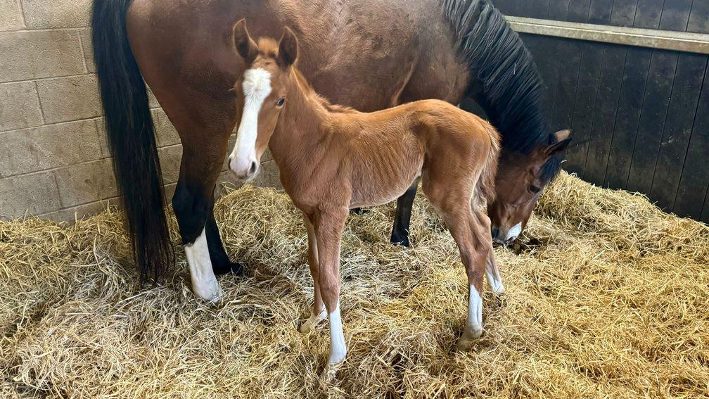 TS Equine's Ocovango colt out of black-type mare Araucaria