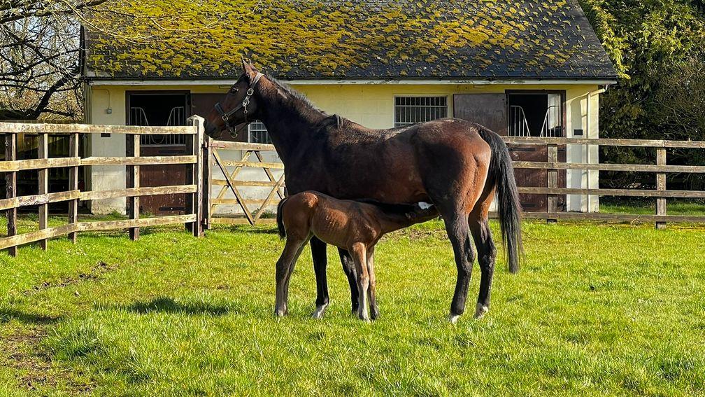 Marwell Thoroughbreds' Tasleet filly out of Acapella Star