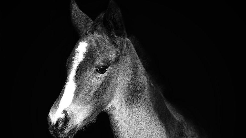 Elwick Stud's Hello Youmzain filly out of See Vigogne