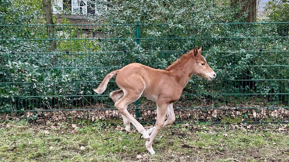 Niels Ohlig's Sea The Stars filly out of Waldfee