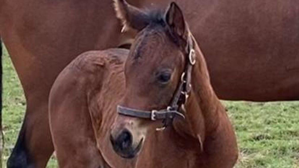 John Johnstone's Time Test filly out of Reine Du Bal at the National Stud