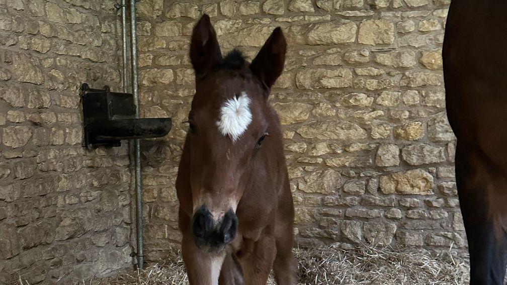 Swanbridge Bloodstock's Nathaniel filly out of Well Connected