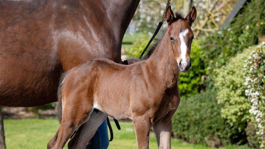 A Mare Australis colt out of Ecume Du Large from the family of Princesse Kap and Prince Pretender