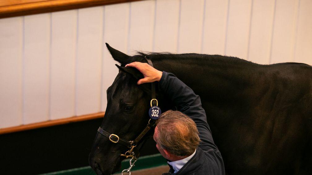 The Wootton Bassett colt out of Entreat who set Coolmore and White Birch back 1,250,000gns