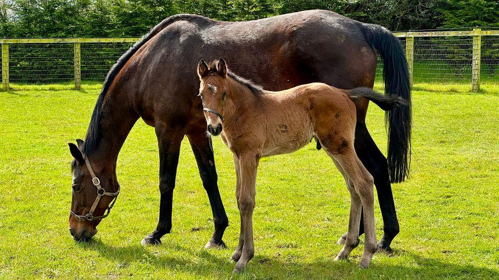 Goldford Stud's Nathaniel colt out of Valleyofthedolls