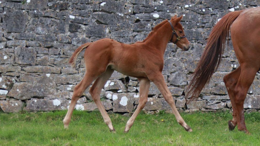 Vimal and Gillian Khosla's Bayside Boy filly out of two-year-old winner Caroline Herschel, a half-sister to Group 3 scorer Stela Star and from the family of One Master