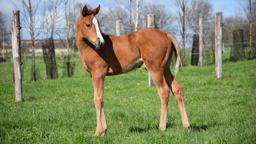 Chauvigny Global Equine's Thunder Moon filly out of Asanda