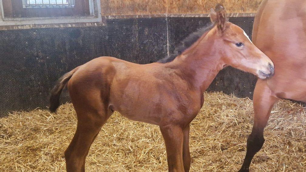 Apedroc Stud's Bated Breath colt out of Lyra's Light