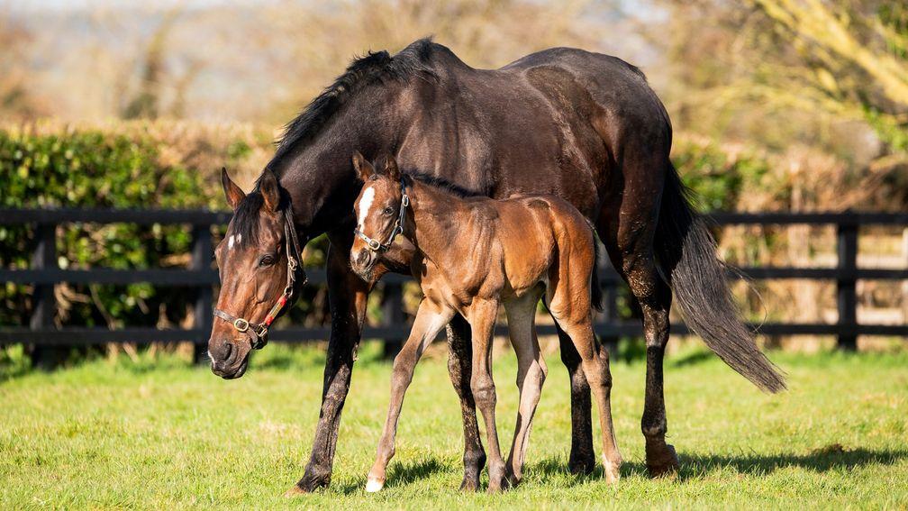 Dual Arc heroine Treve with her filly foal by Frankel