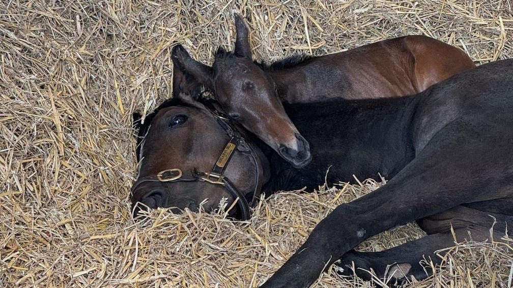 Sibila Spain with her filly foal by Dubawi 