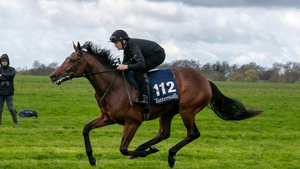 The Galileo colt out of Manderley breezes at the Tattersalls Craven Sale on Monday