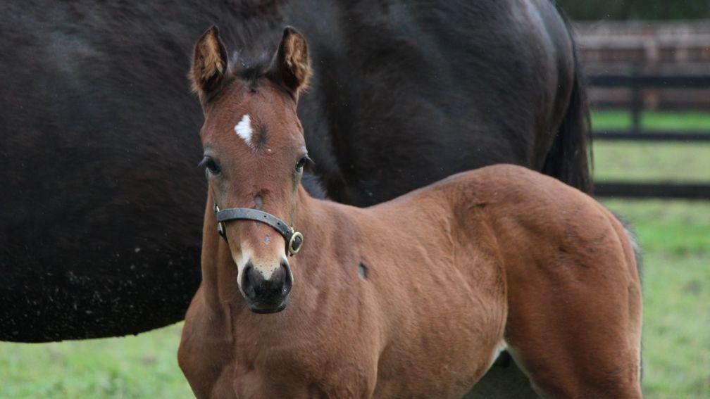 Piercetown Stud's Earthlight colt out of the winning Bated Breath mare Torn