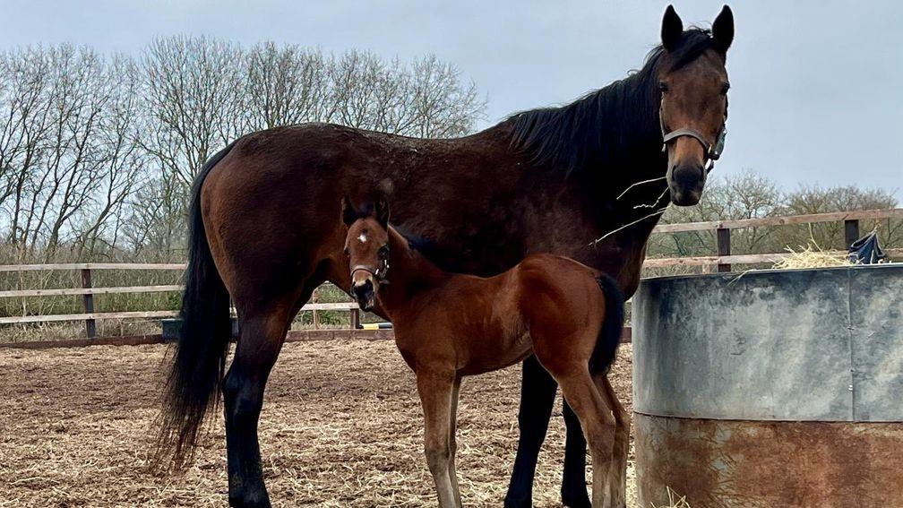 Chapel Stud's Walzertakt filly out of Aubis Park
