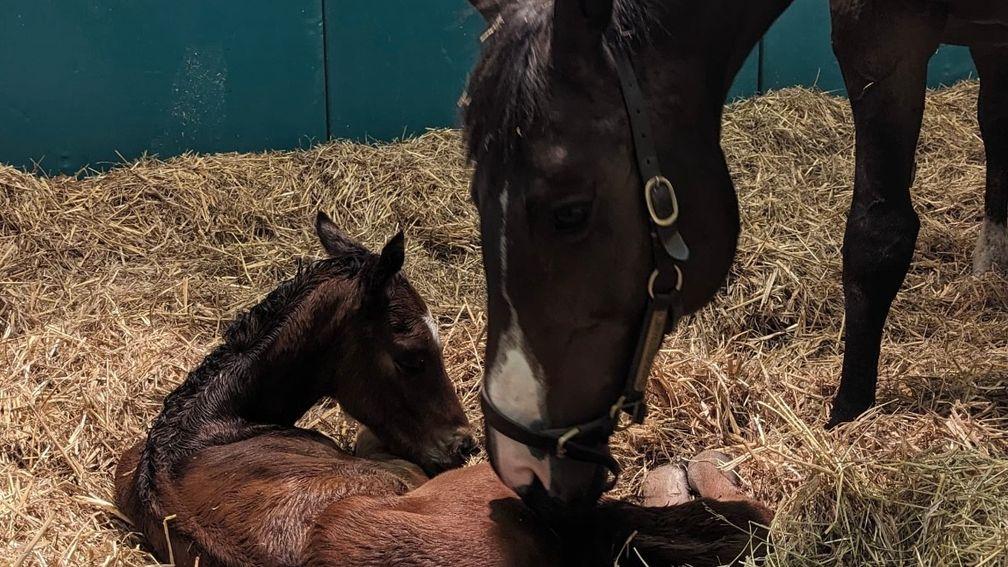 James Prowse's Land Force colt out of Heaven's Sake, the first foal he has bred