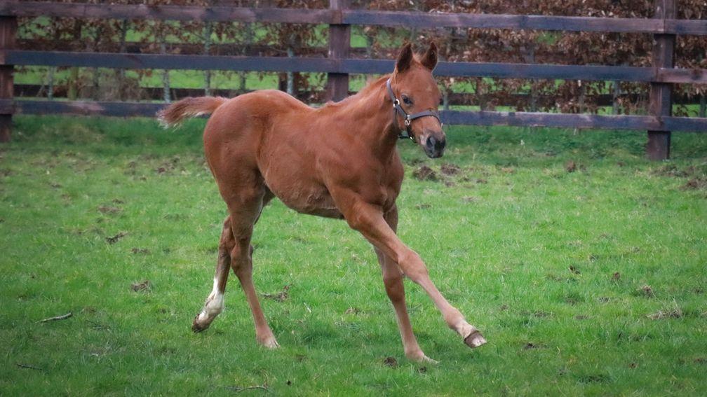 A Bayside Boy filly out of Letusgothenyouandi, a Frankel half-sister to three stakes horses and from the family of champion St Nicholas Abbey