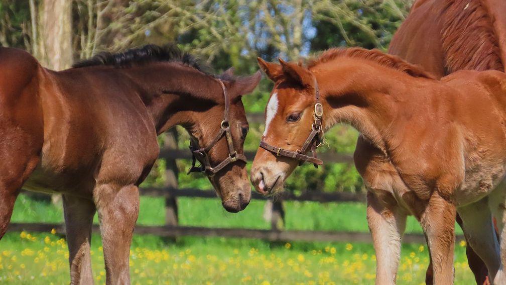 Byerley Stud's Sergei Prokofiev foals, the left is a colt out of Nuptials, while a filly out of Star Girl is on the right