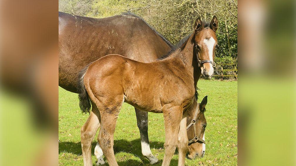 Cheveley Park Stud's Baaeed colt out of Breeders' Cup Filly & Mare Turf winner Queen's Trust