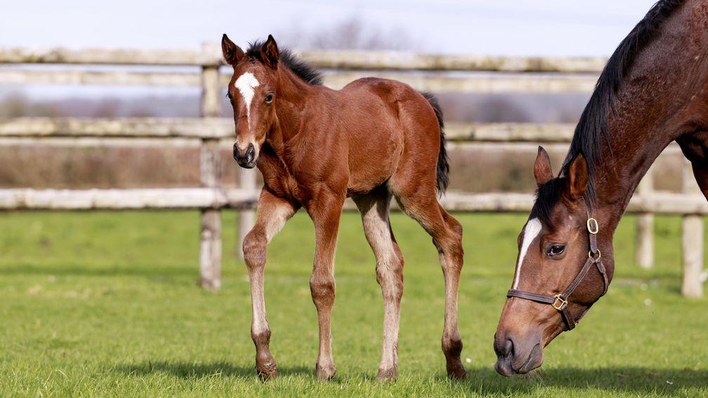 Haras du Quesnot's Thunder Moon filly out of Fasisol 