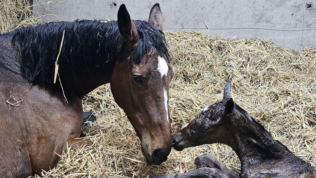 DahlBury's Golden Horn filly out of Champion Chase  and Arkle heroine Put The Kettle On