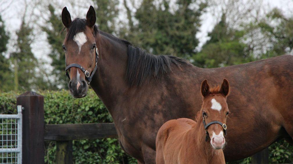 Piercetown Stud's Mehmas colt out of the Group-placed Sh Boom