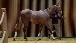 Son of Martaline tops second day of Autumn Sale at €160,000