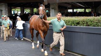 $3 million Into Mischief colt leads the way on day two of Keeneland September Yearling Sale