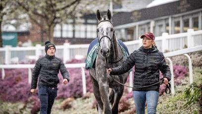 Goffs 'focusing on quality' as Spring Store Sale returns to single-session event