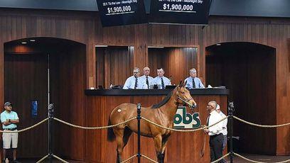 OBS Spring Sale picks up steam as $1.9 million Tiz The Law filly leads the action