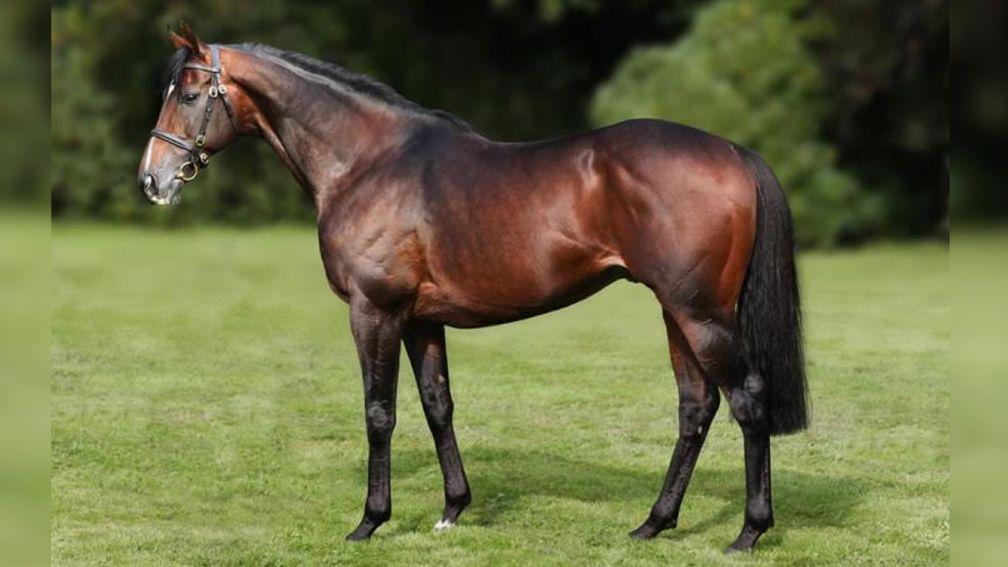 Soldier Hollow: leading German sire has died aged 24